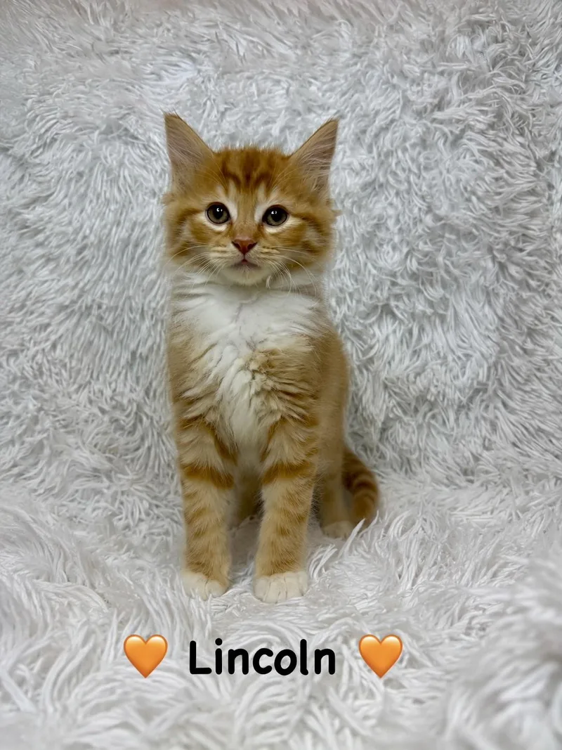 Lincoln thumbnail 2