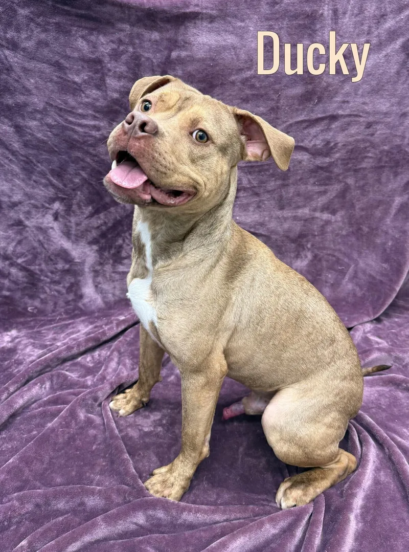 A young medium-sized male Yellow / Tan / Blond / Fawn Mixed Breed dog named Ducky for adoption in Pleasantville, NJ
