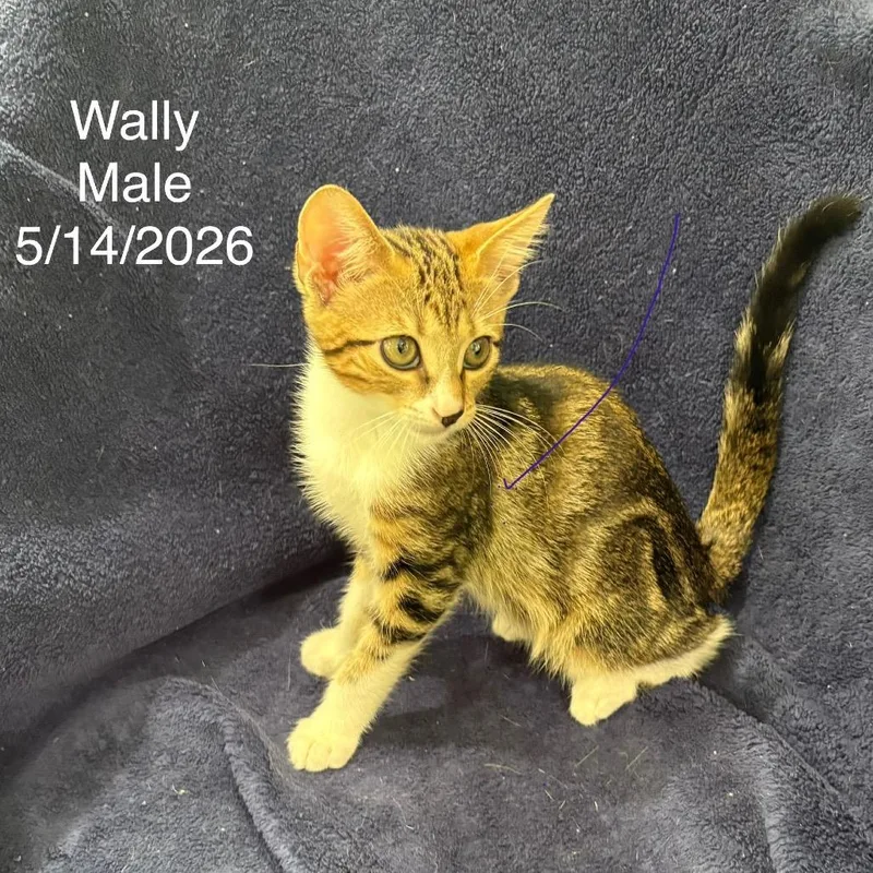 A baby small-sized male Orange / Red Domestic Short Hair cat named Wally for adoption in League City, TX