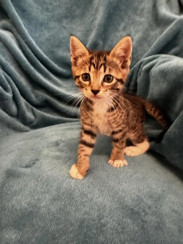 A baby medium-sized female Tabby cat named Pine for adoption in San Antonio, TX