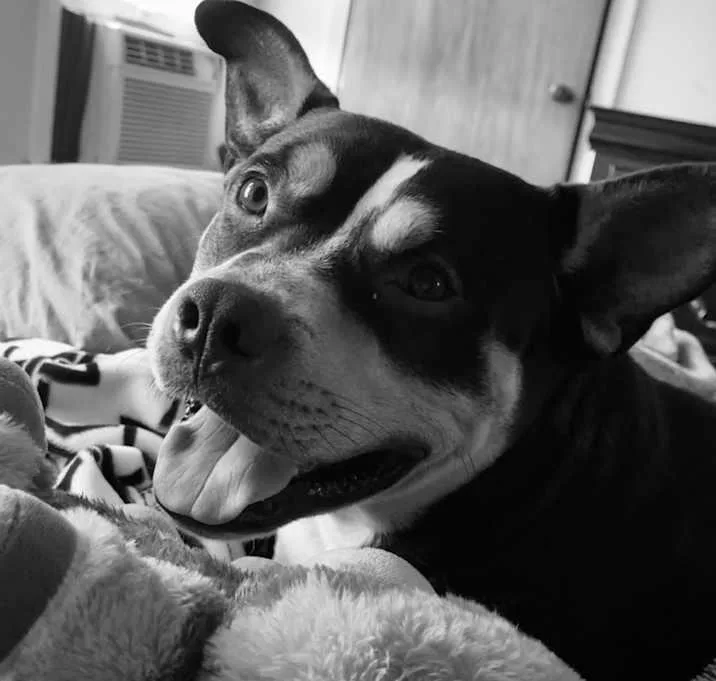 Baxter thumbnail 3