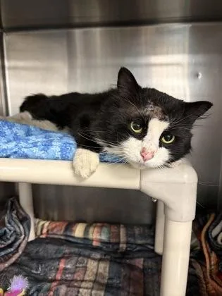 An adult medium-sized male Domestic Long Hair cat named Arthur for adoption in Lowell, MA