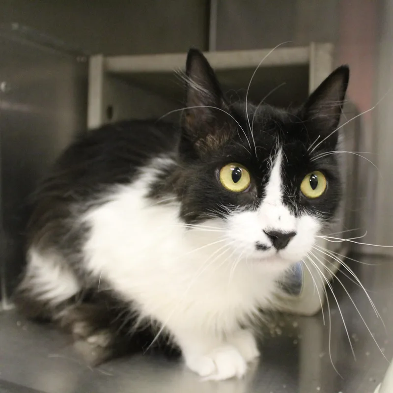 A young medium-sized male Black & White / Tuxedo Domestic Medium Hair cat named Franklin for adoption in Yucca Valley, CA