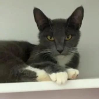 A young medium-sized female Gray / Blue / Silver Domestic Short Hair cat named Philomena  Mama for adoption in Defiance, OH