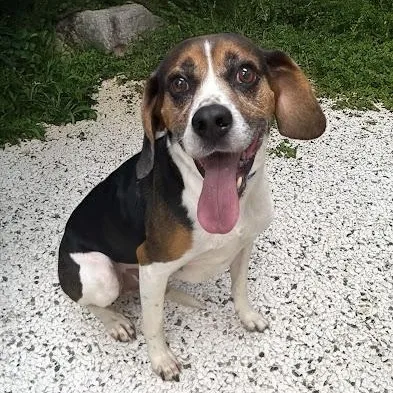 An adult medium-sized male Beagle dog named Diesel for adoption in Danbury, CT