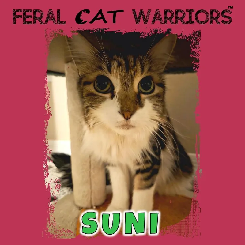 A senior large-sized female Brown / Chocolate Domestic Long Hair cat named Suni for adoption in Kingman, AZ