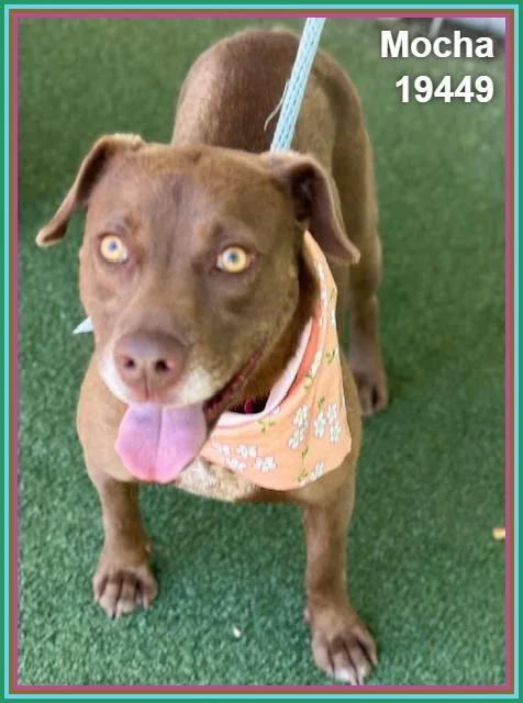 An adult medium-sized female Brown / Chocolate Labrador Retriever dog named Mocha for adoption in Marietta, GA