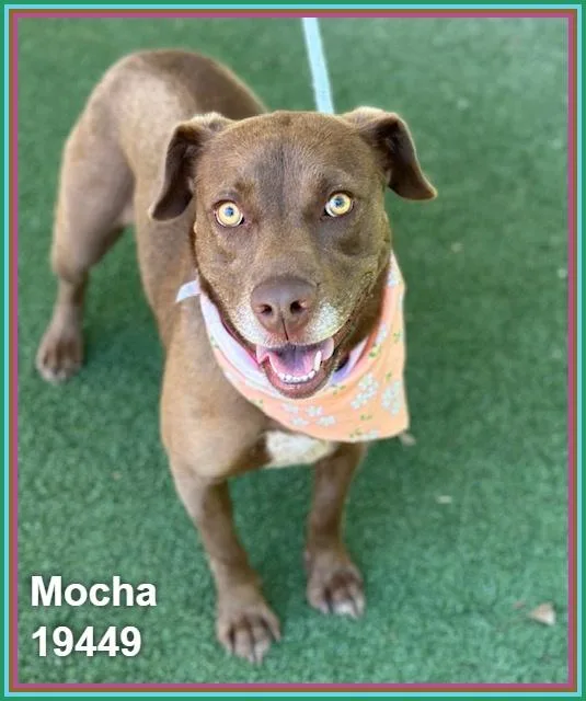 Mocha thumbnail 4