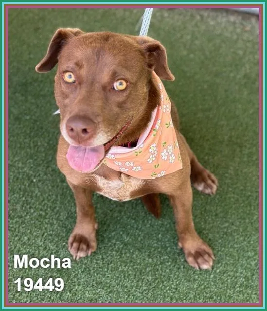 Mocha thumbnail 5
