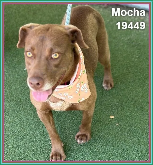 Mocha thumbnail 6