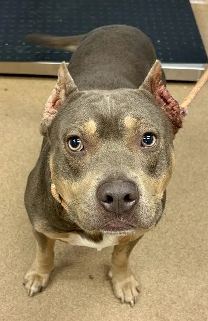 An adult large-sized male Mixed Breed dog named Orson for adoption in Chamblee, GA