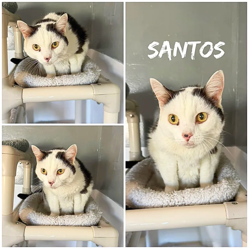 Santos