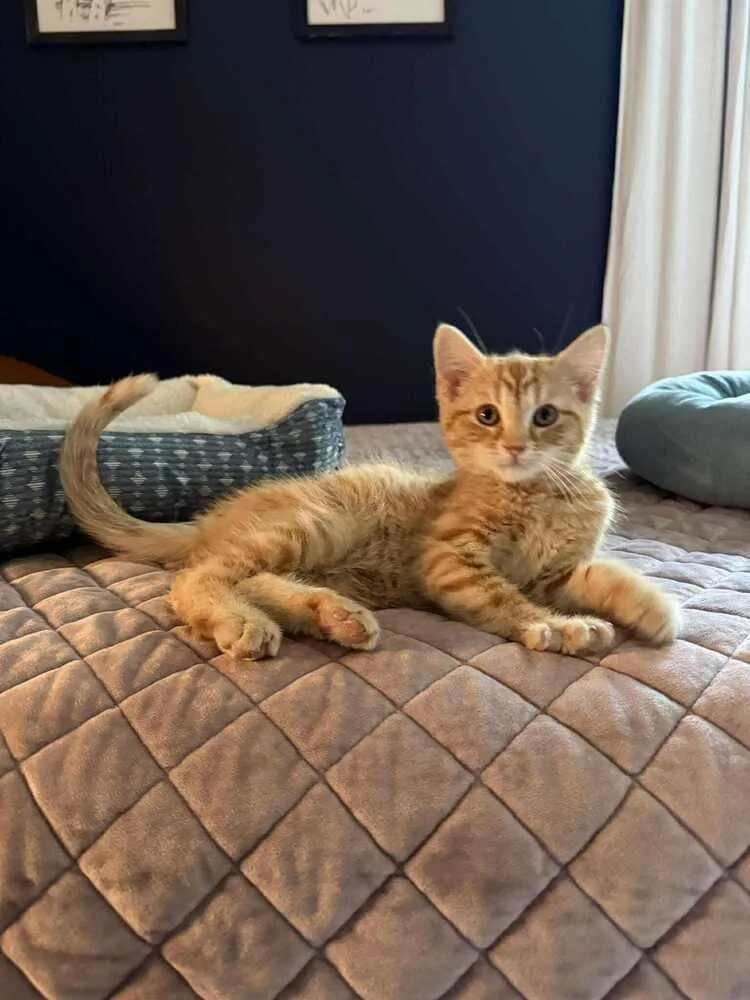 A baby small-sized male Tabby (Orange / Red) Domestic Short Hair cat named Dale for adoption in Lincoln, NE