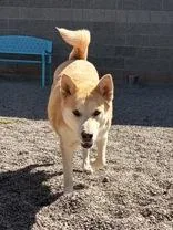 An adult large-sized female Apricot / Beige Akita dog named Mama Snow for adoption in Redmond, OR
