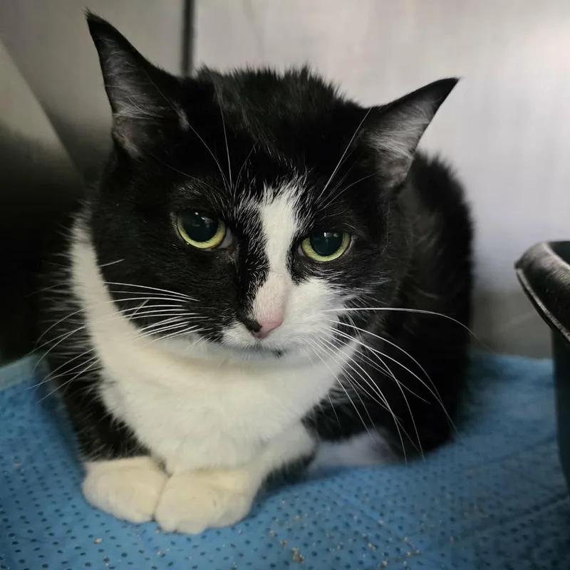 A senior large-sized female Domestic Short Hair cat named Precious for adoption in New Manchester, WV