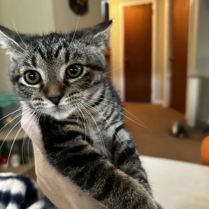 A baby small-sized female Tabby (Brown / Chocolate) Domestic Short Hair cat named Ina for adoption in Warminster, PA