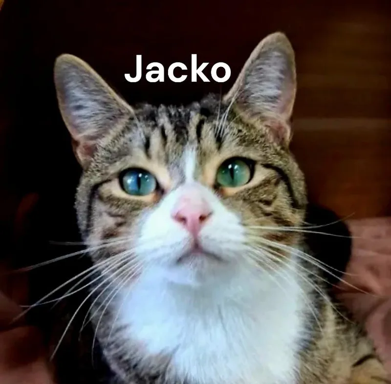 A young medium-sized male Tabby cat named Jacko for adoption in Weems, VA
