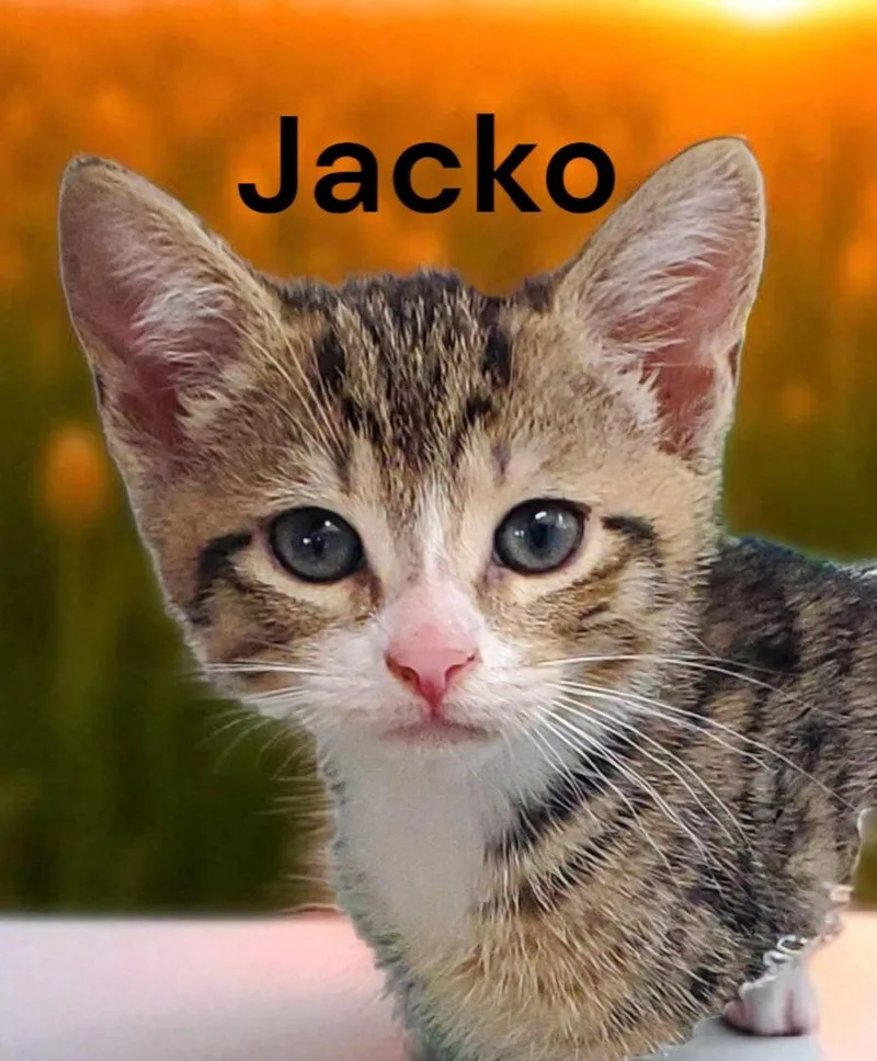 Jacko thumbnail 2