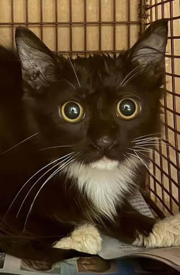 A baby small-sized female Domestic Short Hair cat named Orion for adoption in Austin, TX