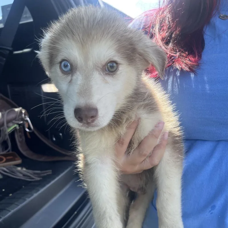 A baby small-sized male Yellow / Tan / Blond / Fawn Husky dog named Kodiak for adoption in Waco, TX