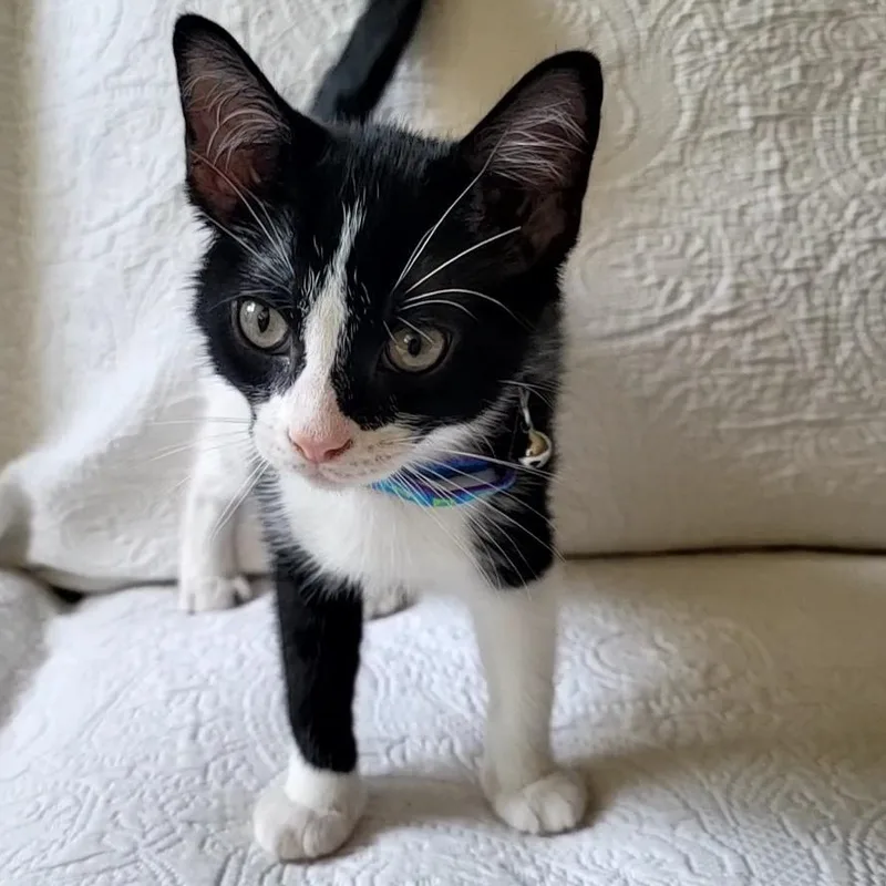 Auggie