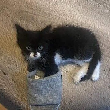 A baby small-sized male Black & White / Tuxedo Domestic Medium Hair cat named Fox for adoption in Woodland, CA