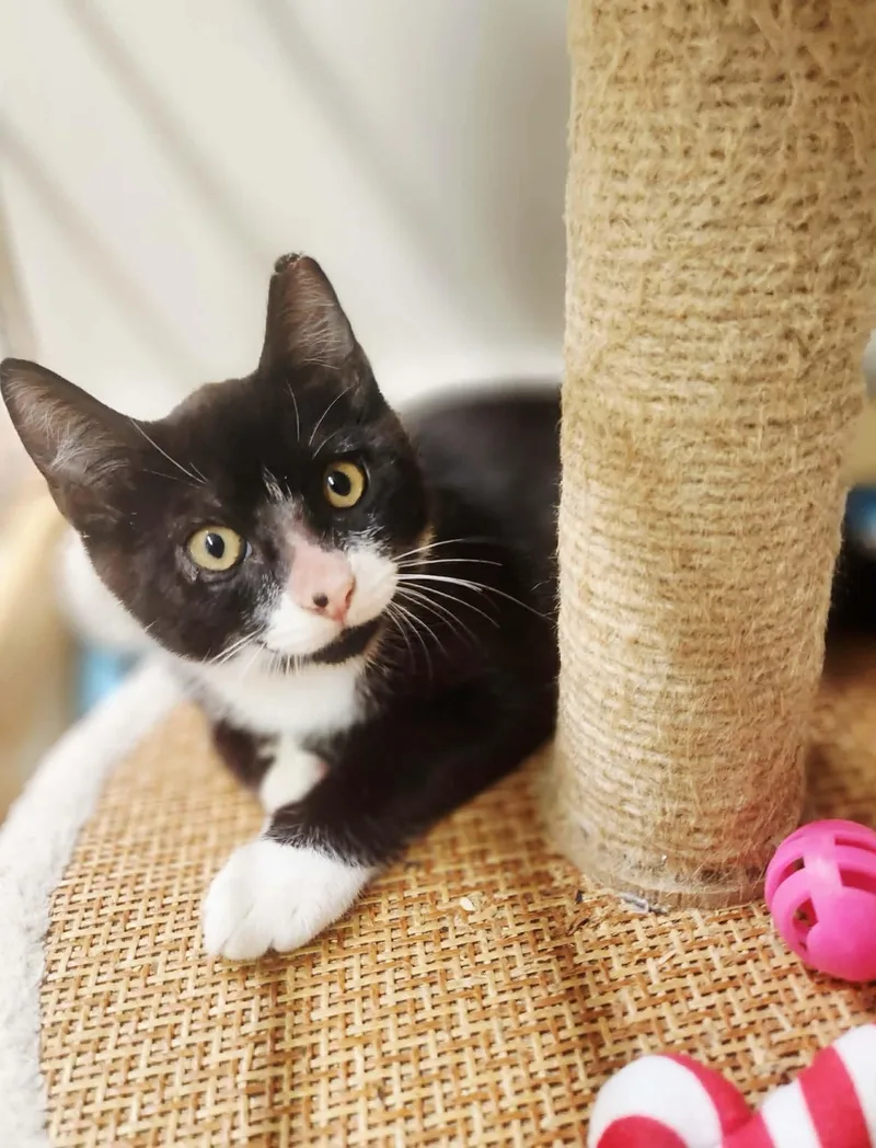 A baby medium-sized male Black & White / Tuxedo Domestic Short Hair cat named Messi for adoption in Social Circle, GA