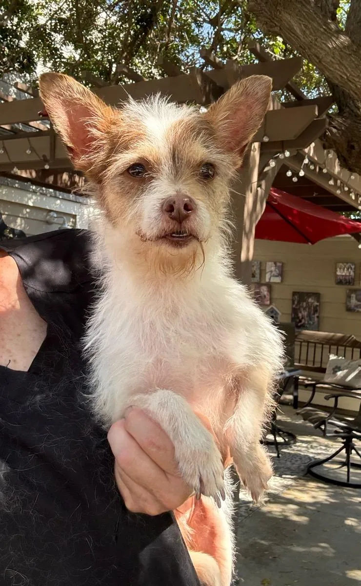 An adult small-sized male Terrier dog named Jammie for adoption in Temecula, CA