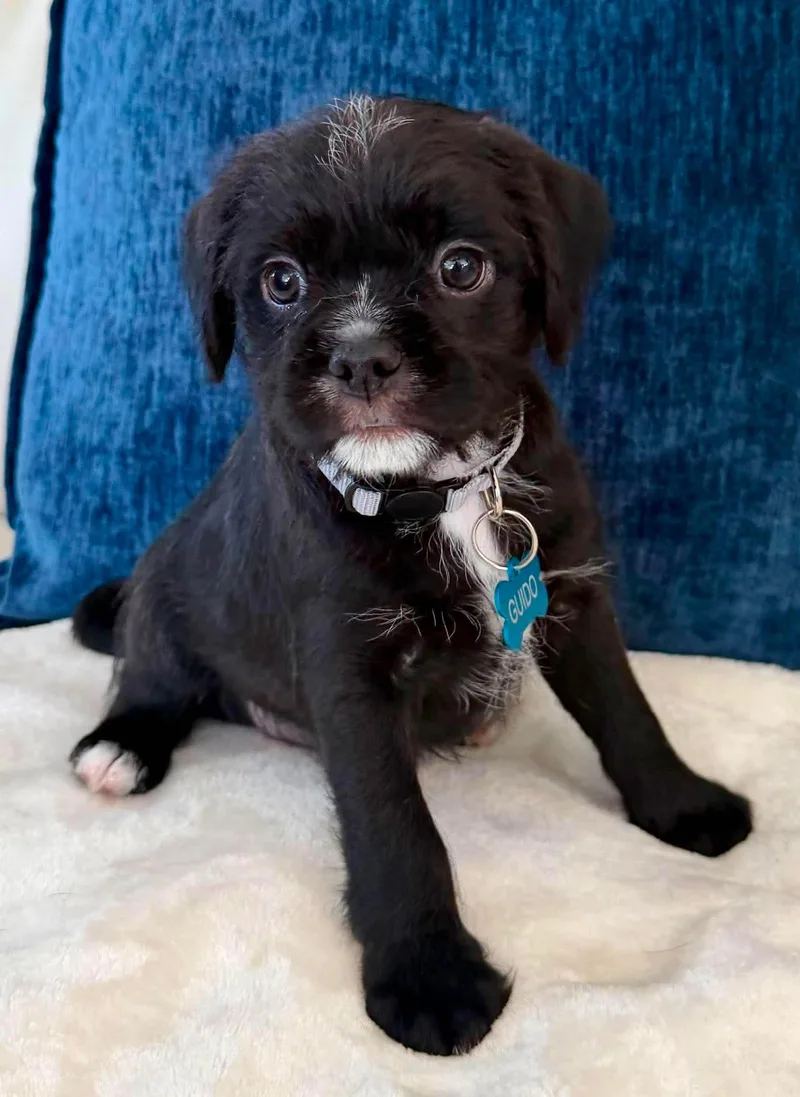 A baby small-sized male Pug dog named Guido for adoption in Orange, CA