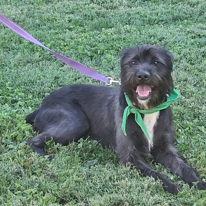 A young medium-sized female Black Labradoodle dog named Phoebe for adoption in Elmhurst, IL