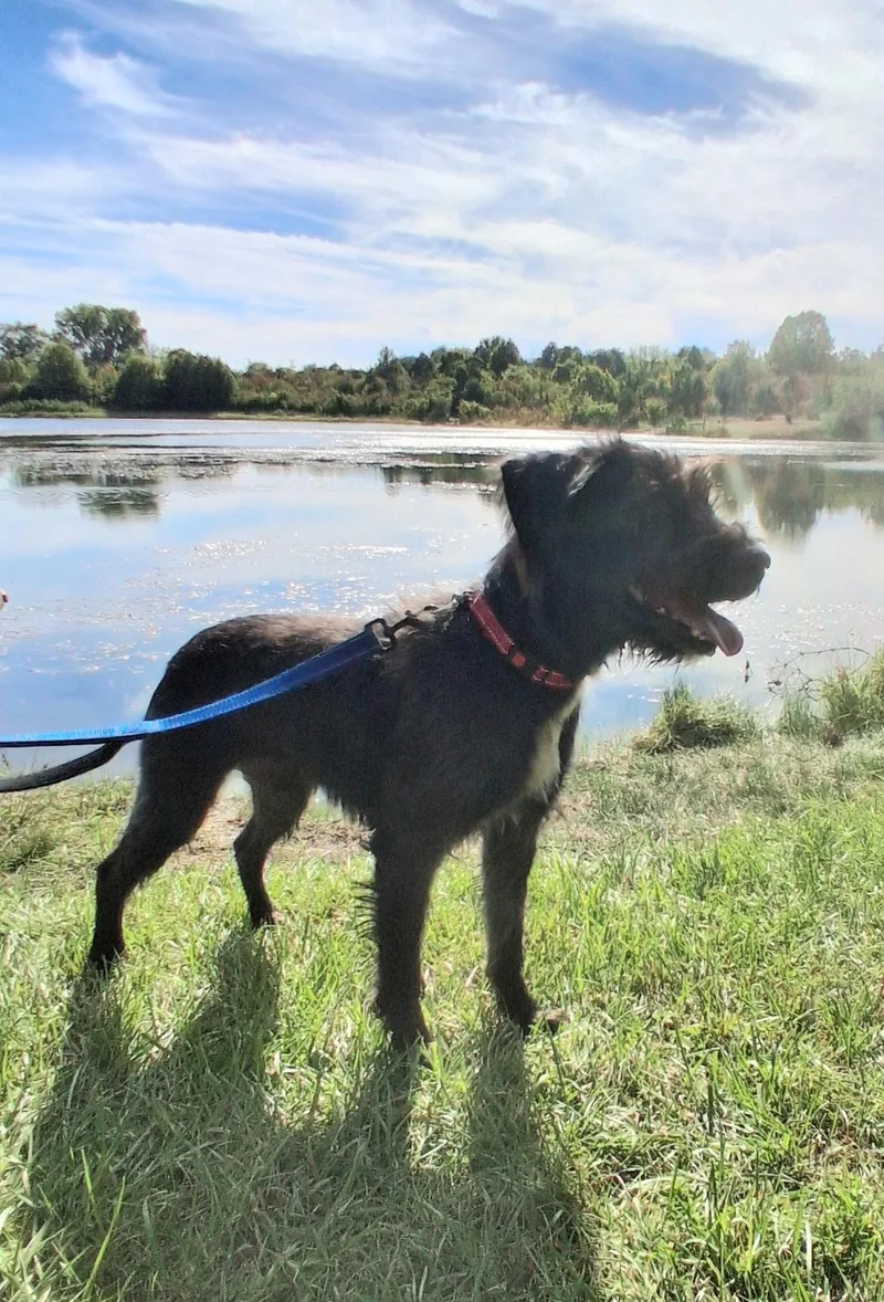 Phoebe thumbnail 2