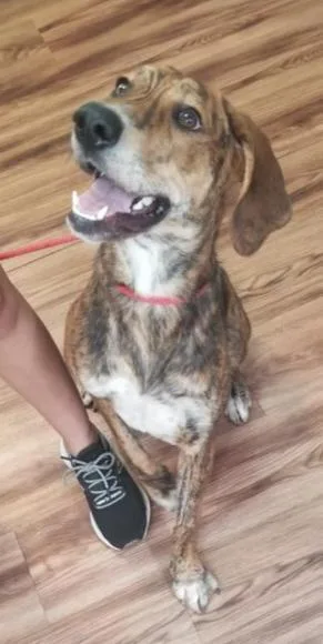 Pumpernickel Swirl thumbnail 2