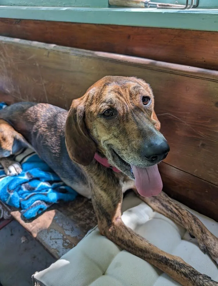 Pumpernickel Swirl thumbnail 3