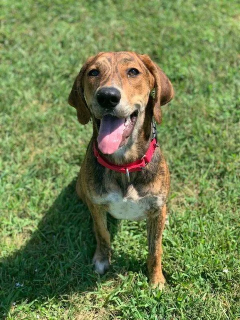 Pumpernickel Swirl thumbnail 4