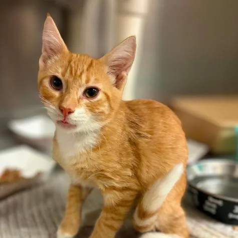 A baby medium-sized male Domestic Short Hair cat named Ehlers for adoption in Mooresville, NC