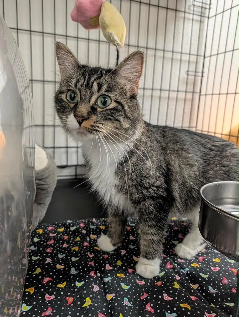 A young medium-sized female Tabby cat named Satchel for adoption in Grand Junction, CO