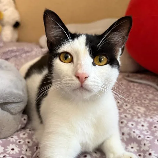 A young small-sized female White Domestic Short Hair cat named Emily for adoption in Los Angeles, CA