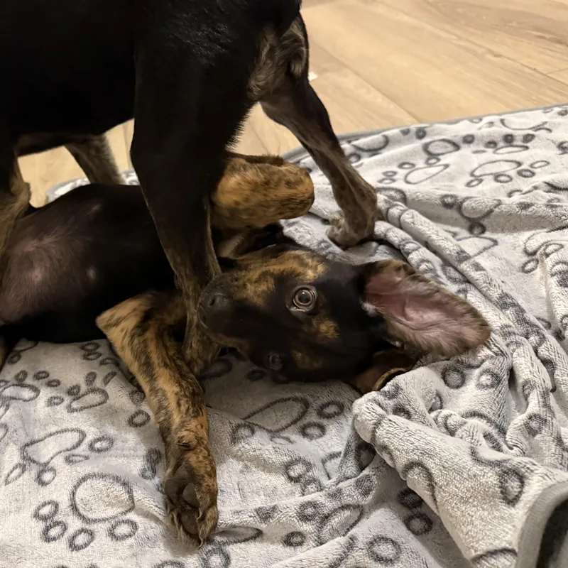 A baby medium-sized female Bicolor German Shepherd Dog dog named Poppy for adoption in Mount Carroll, IL