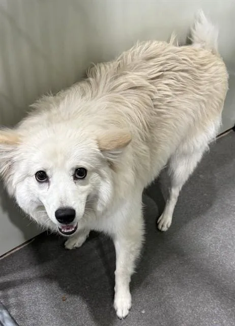 An adult small-sized male American Eskimo Dog dog named Usher for adoption in Upper Marlboro, MD