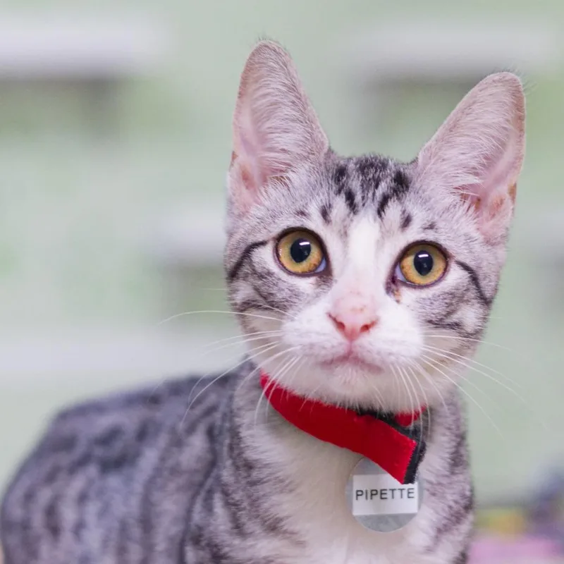 A baby medium-sized female Domestic Short Hair cat named Pipette for adoption in Hot Springs, AR