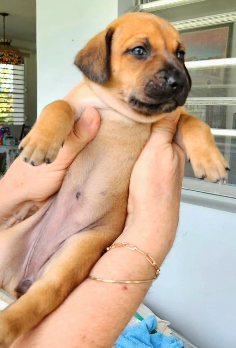 Tatu "so Cute Litter thumbnail 2