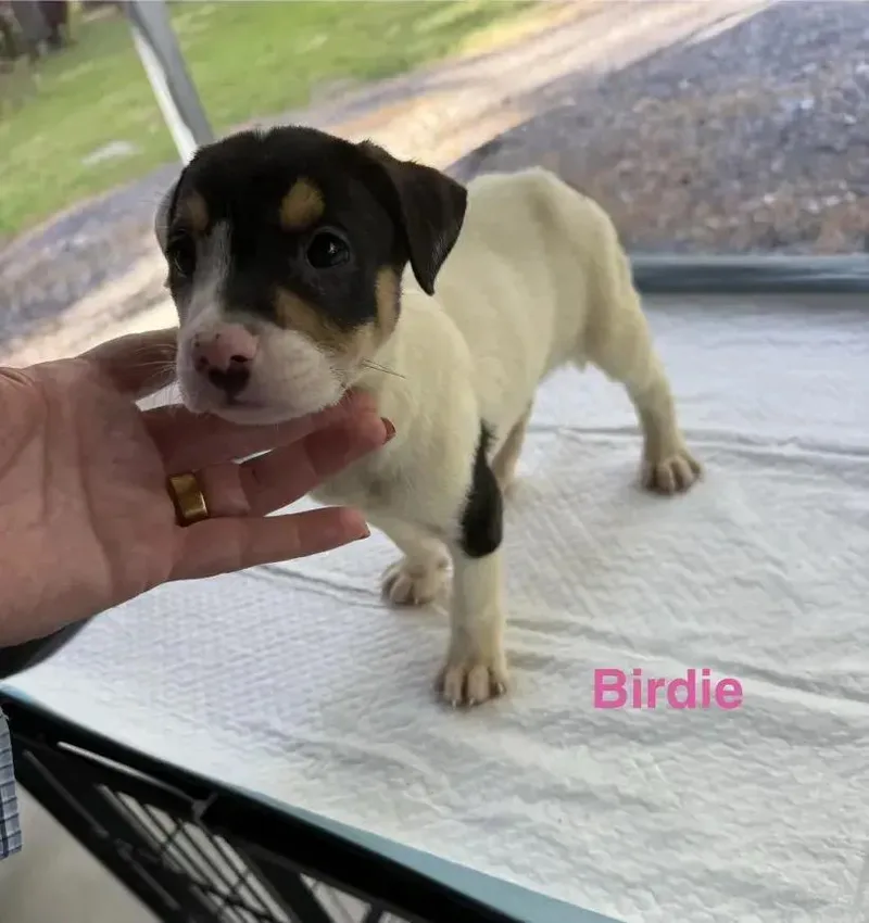 Birdie thumbnail 2