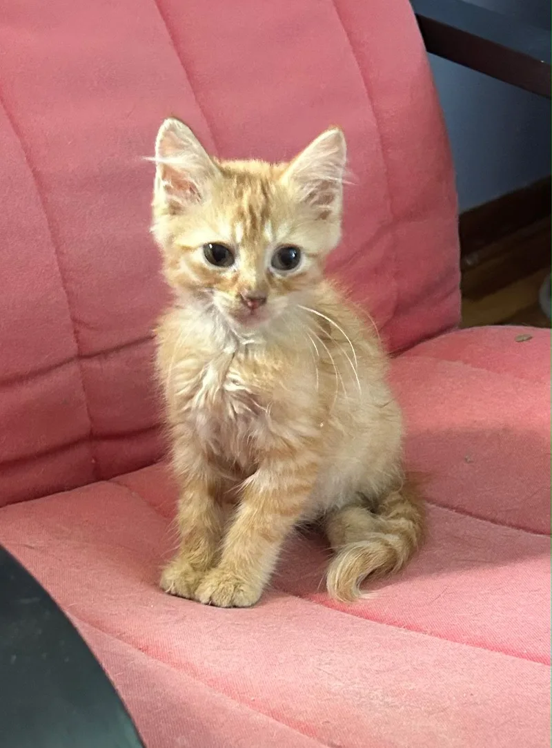 A baby small-sized male Tabby (Orange / Red) Domestic Long Hair cat named Noodles for adoption in Kirksville, MO