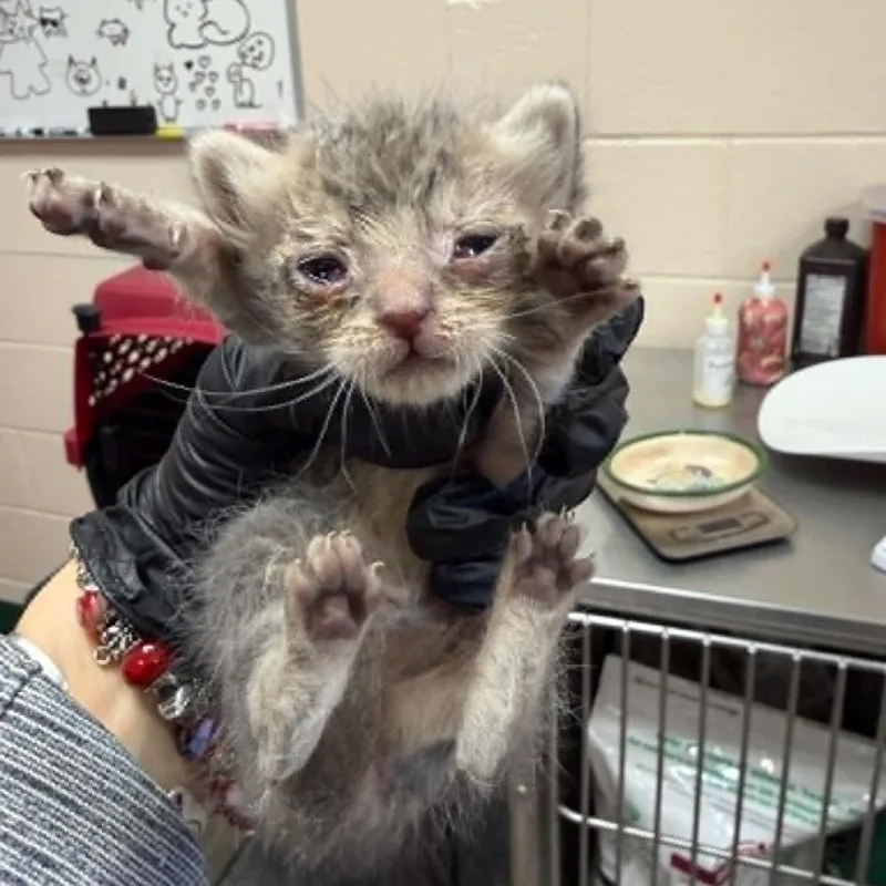 A baby small-sized female Gray / Blue / Silver Domestic Short Hair cat named Venom for adoption in Reno, NV