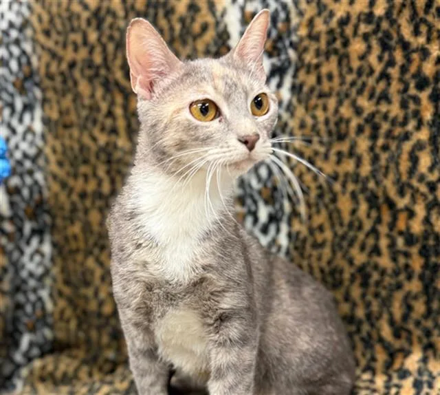 A young small-sized female Domestic Short Hair cat named Annie for adoption in Conroe, TX