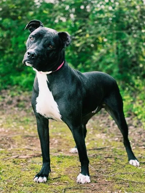 An adult extra large-sized male Great Dane dog named Dior for adoption in Statesville, NC