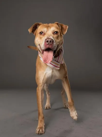 An adult medium-sized male Pit Bull Terrier dog named Cookie Monster for adoption in Atlanta, GA