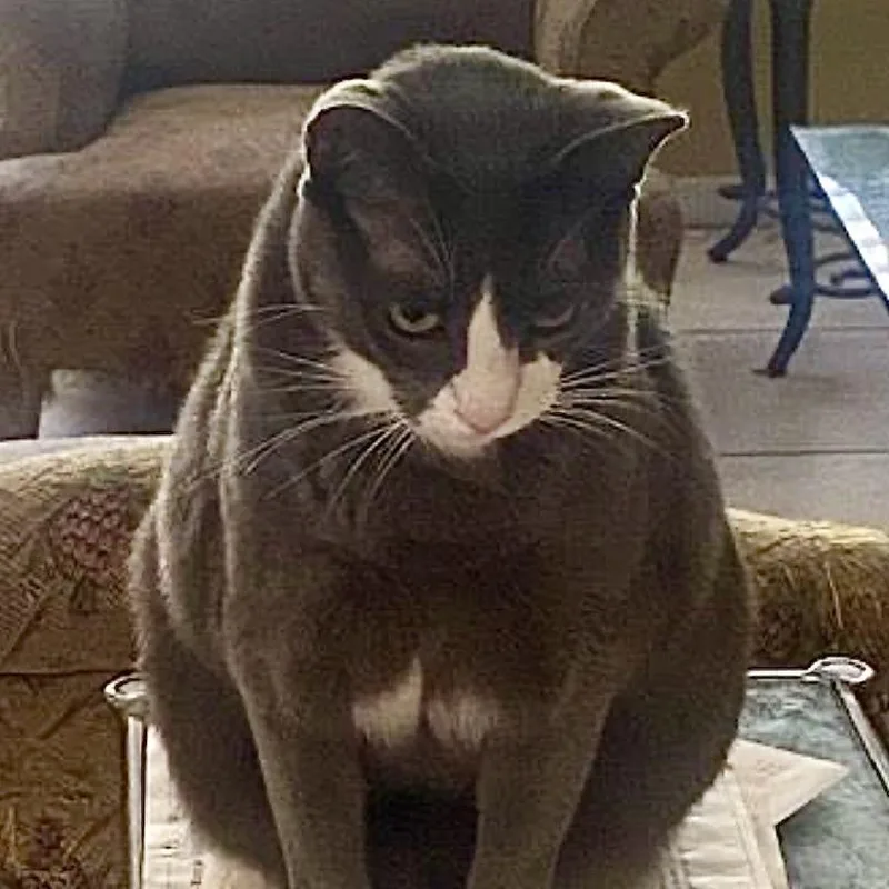 An adult extra large-sized male Gray / Blue / Silver Domestic Short Hair cat named Smokey for adoption in Boston, MA