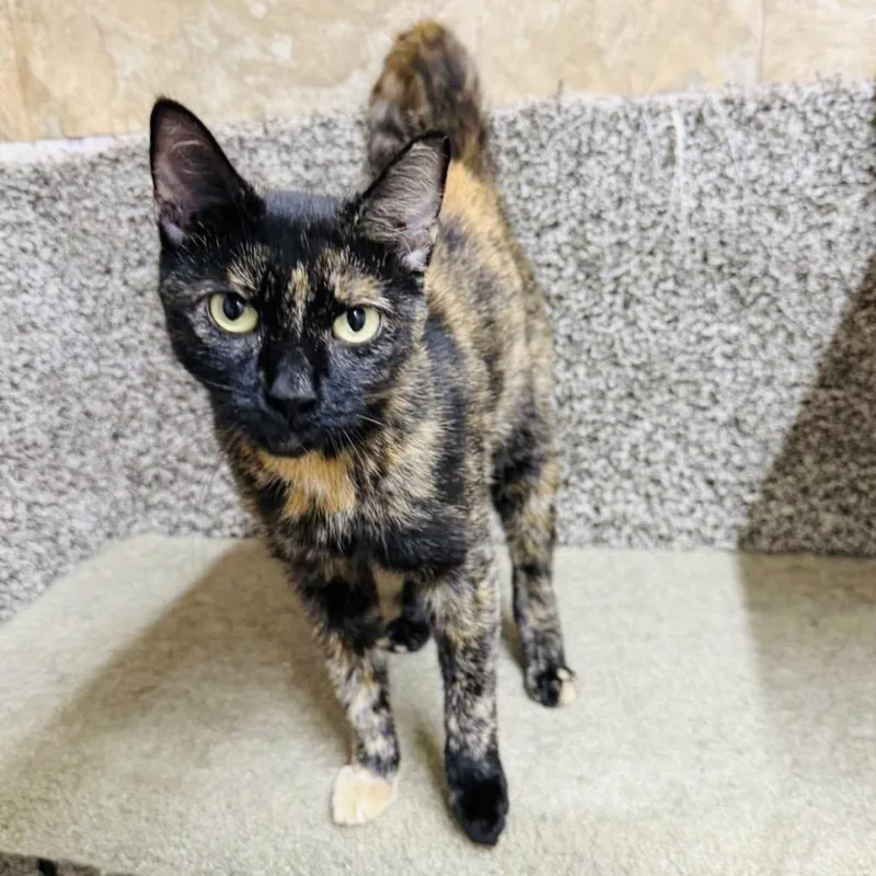 A young small-sized female Orange / Red Domestic Short Hair cat named Verity for adoption in Woodbury, NJ