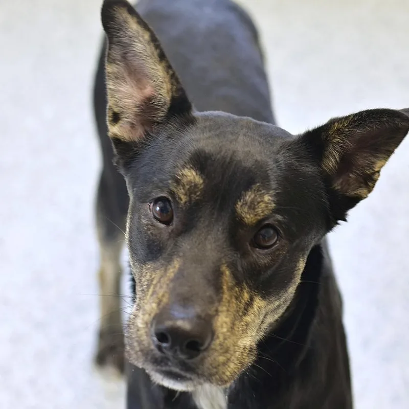 An adult medium-sized male Black Mixed Breed dog named Marbles for adoption in Emporia, KS